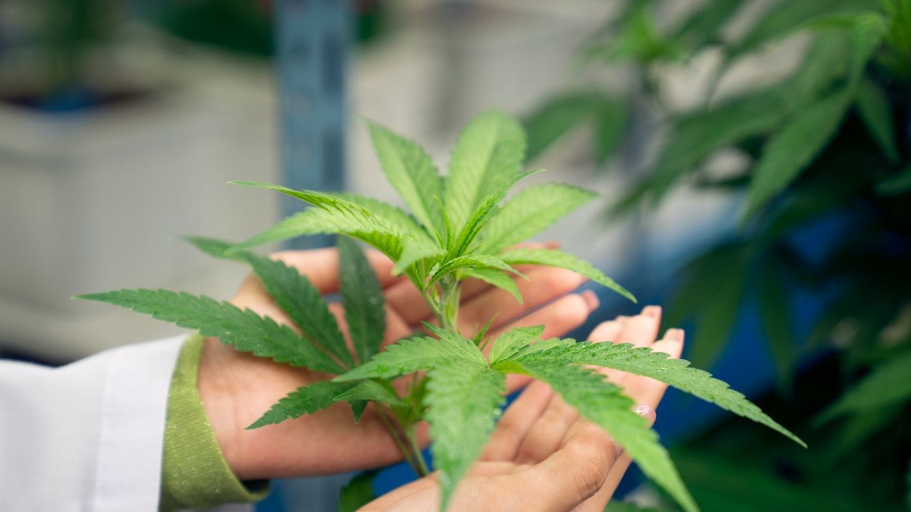 How Cannabis Can Help with Neuropathy: Relief for Massachusetts Patients