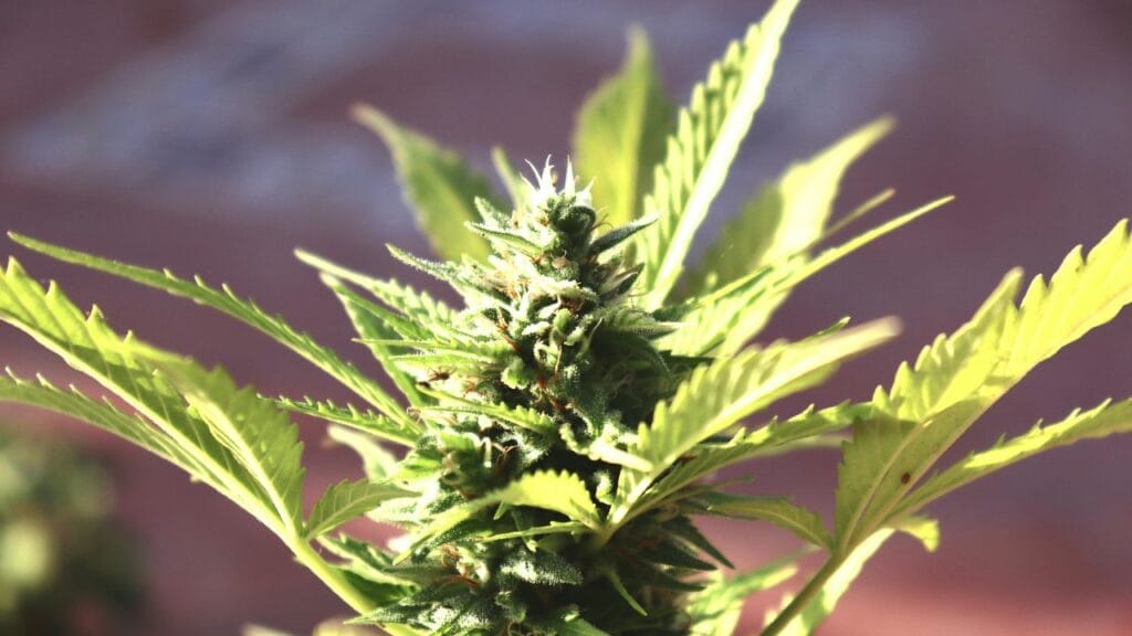 How cannabis may help endometriosis