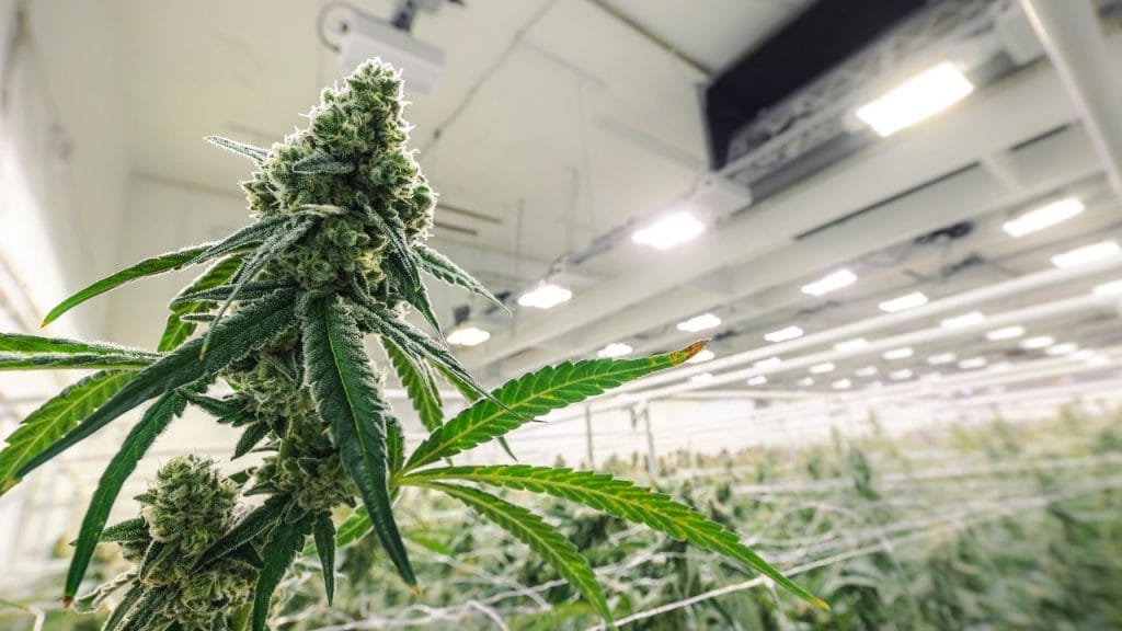 Medical cannabis in Massachusetts vs recreational use