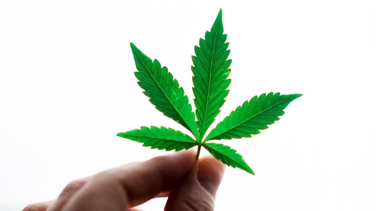Medical Marijuana for Migraines A Massachusetts Patient’s Guide