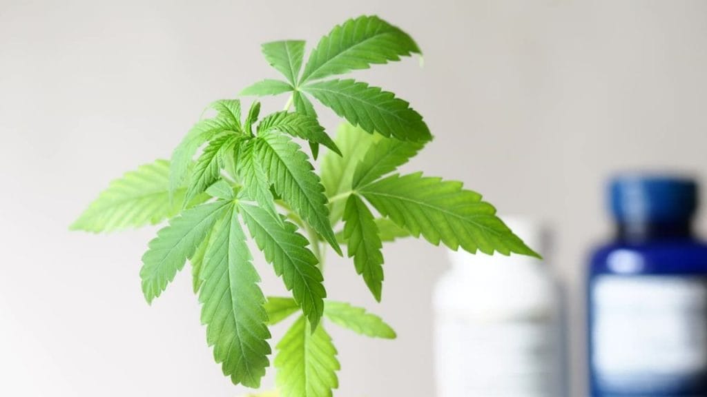 Navigating your medical cannabis journey