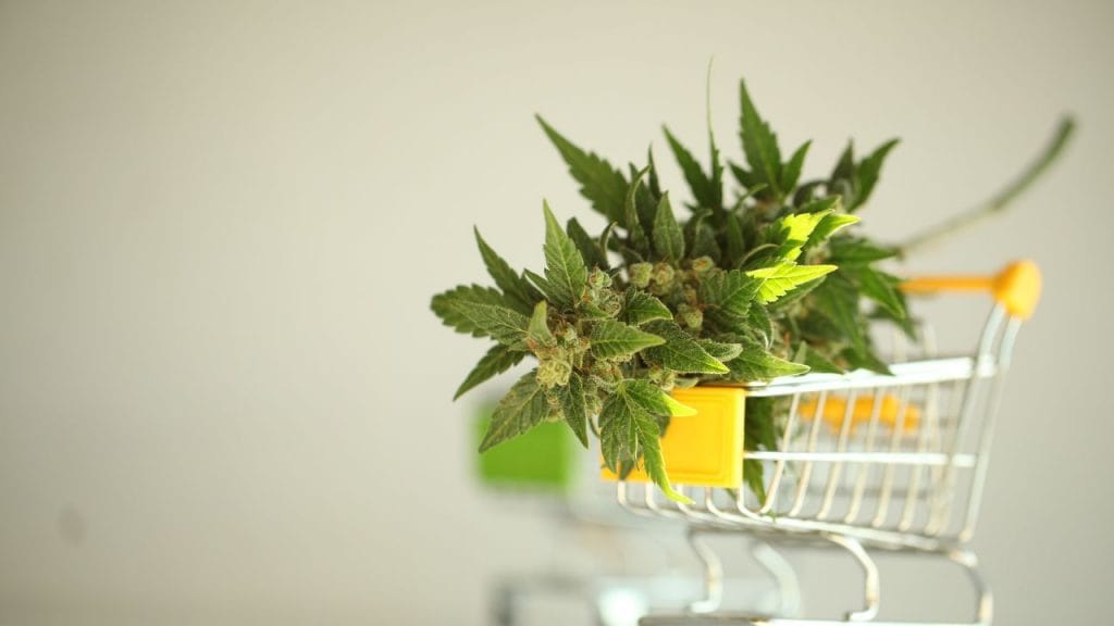 The promise of medical cannabis for PTSD
