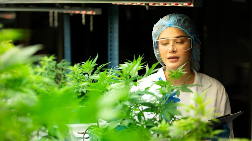 Benefits of a medical marijuana card in Massachusetts