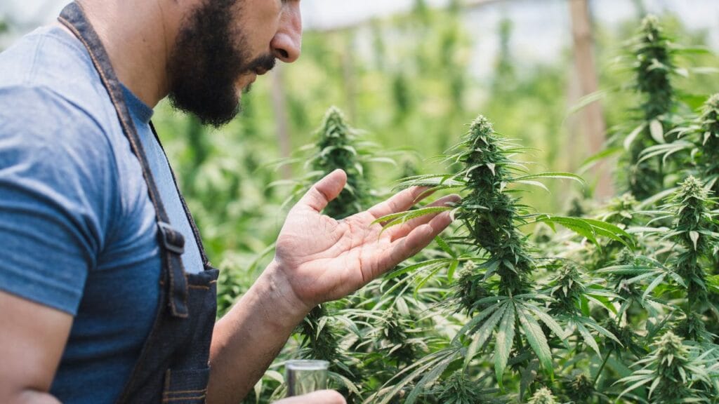Benefits of medical marijuana for seniors