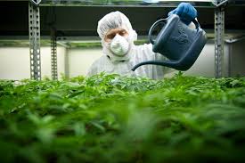 grow facility