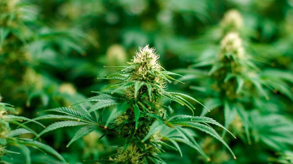 Medical vs. recreational cannabis in Massachusetts