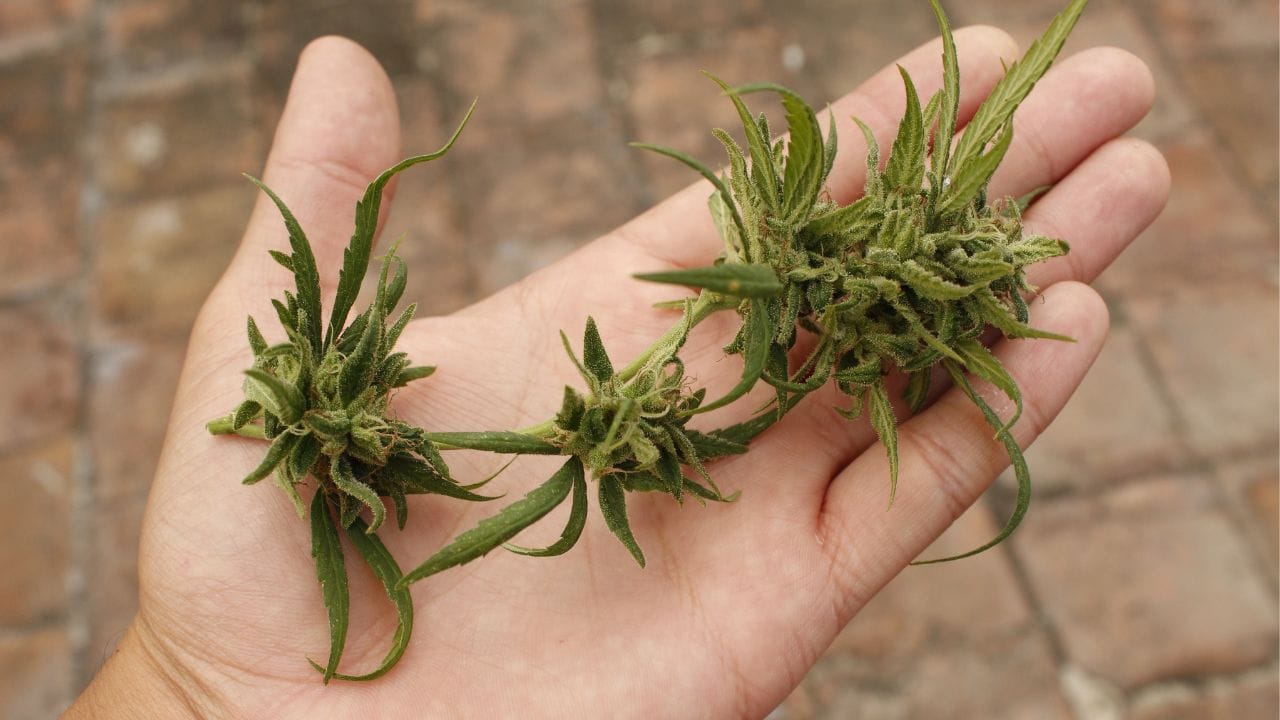 Telemedicine for Medical Marijuana in Massachusetts: Is It Right for You?